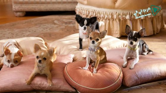 فيلم Beverly Hills Chihuahua 2 2011 مترجم